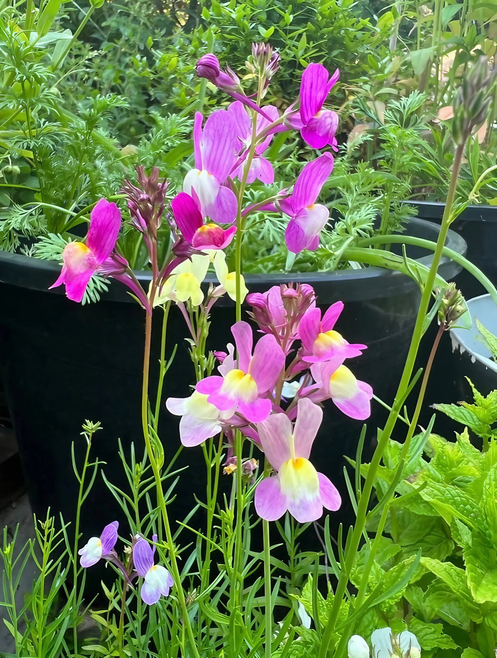 Tall stems of pink, purple, and yellow wildflowers stand before dark green pots of compact garden plants, with lush foliage in back—a beautiful display from Bishy Barnabees Cottage Garden’s Patio Flower Garden Collection.