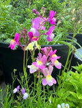 Tall stems of pink, purple, and yellow wildflowers stand before dark green pots of compact garden plants, with lush foliage in back—a beautiful display from Bishy Barnabees Cottage Garden’s Patio Flower Garden Collection.