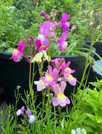 Tall stems of pink, purple, and yellow wildflowers stand before dark green pots of compact garden plants, with lush foliage in back—a beautiful display from Bishy Barnabees Cottage Garden’s Patio Flower Garden Collection.