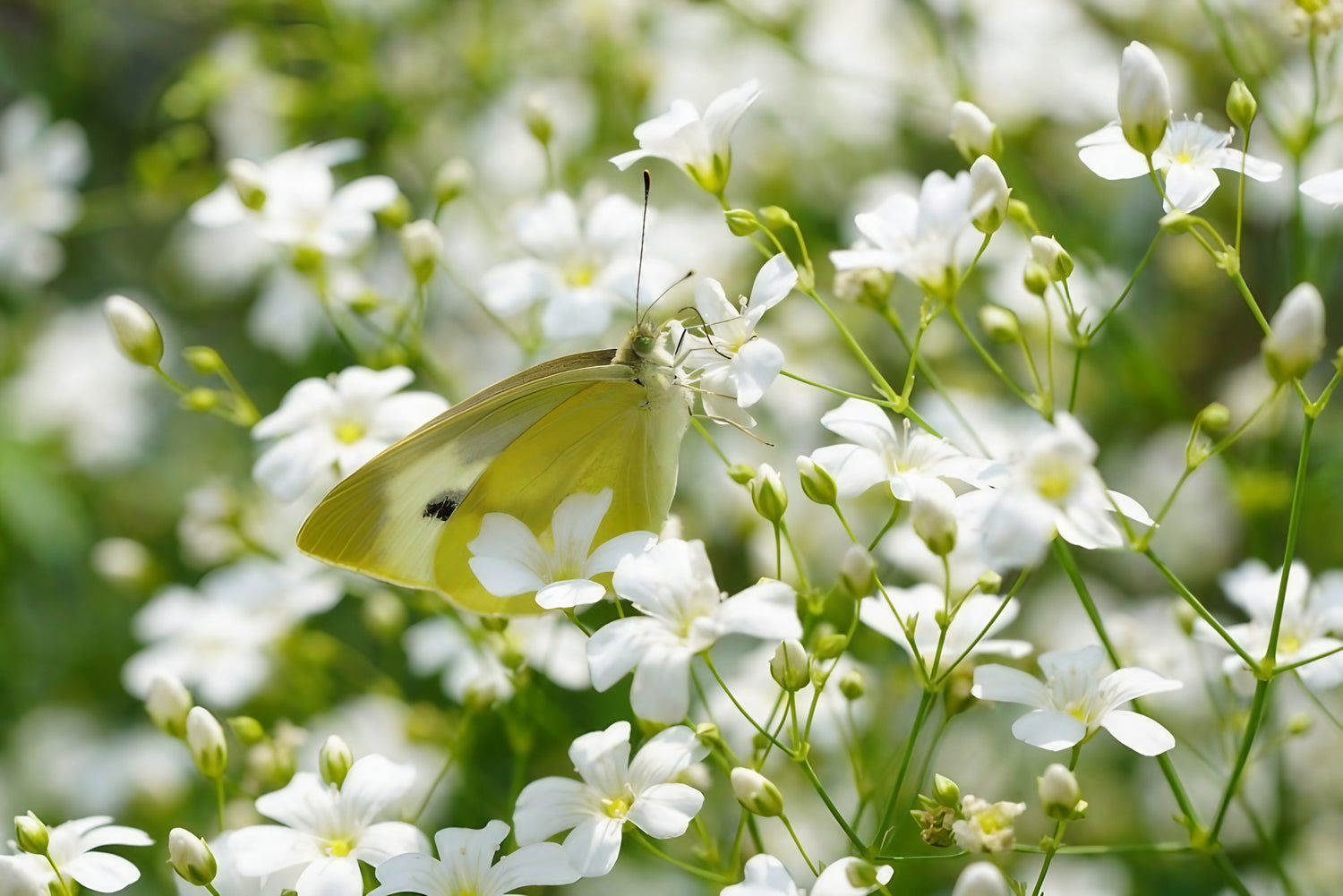 Butterfly perched on Gypsophila Elegans Covent Garden&