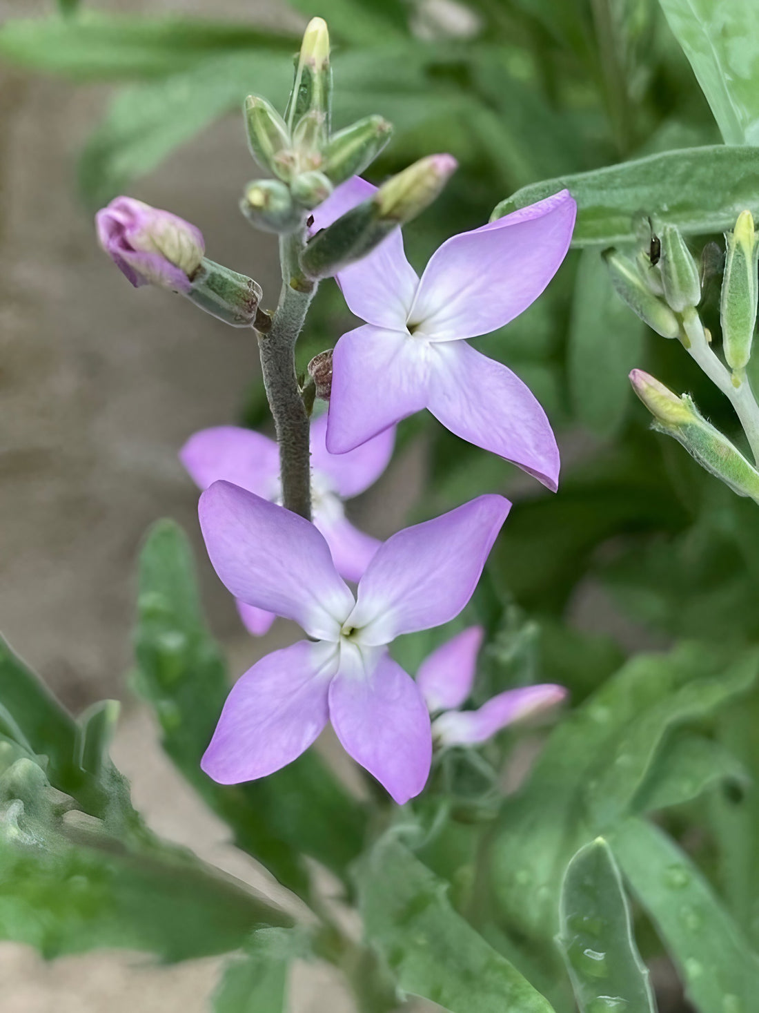 Dew-kissed Stock Night Scented Lavender Pink flowers with vibrant green leaves