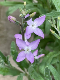 Close-up of two light purple, star-shaped Stocks Night Scented Lavender flowers by Bishy Barnabees Cottage Garden, each with four petals, set against blurred green leaves and buds in the background.