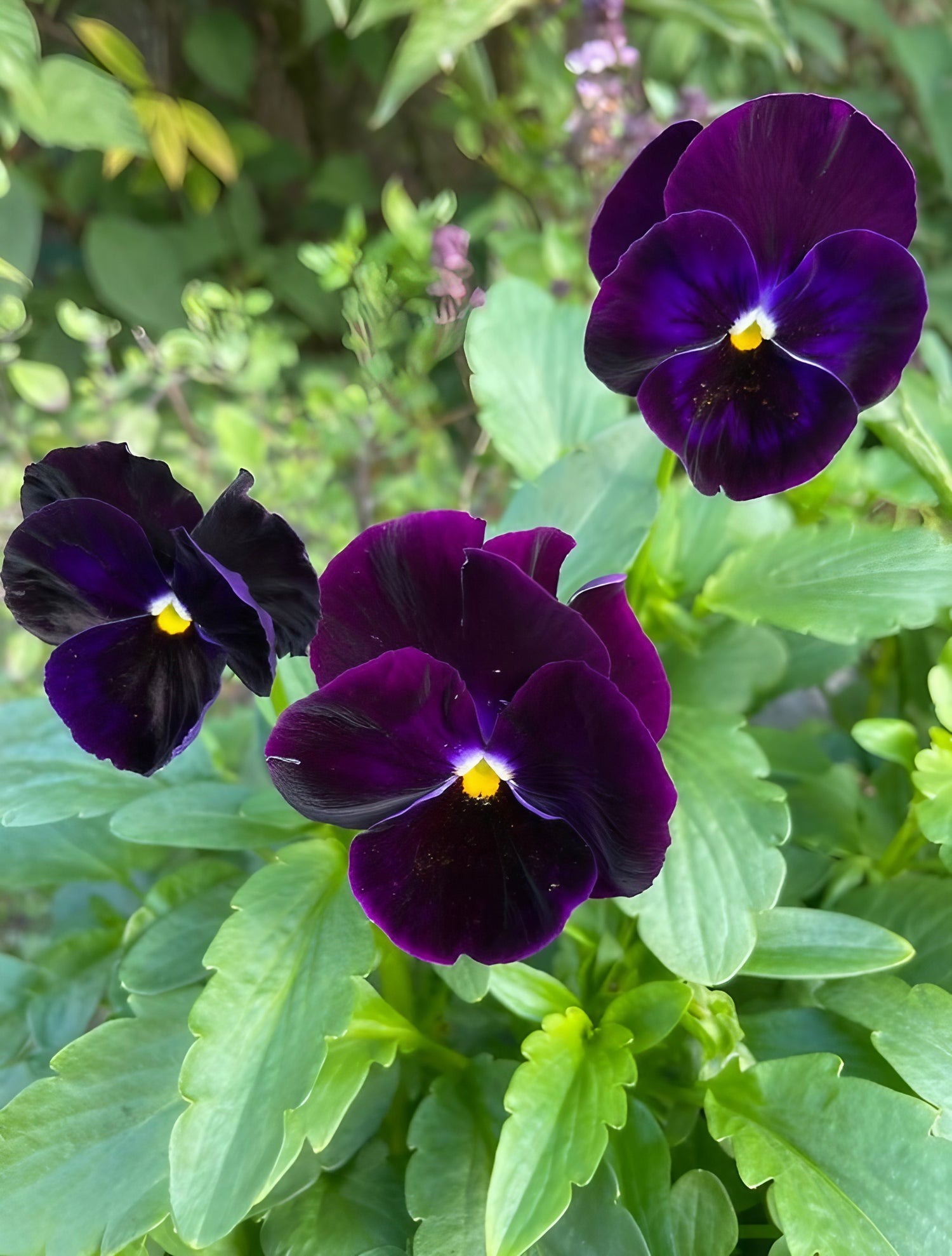 Cluster of Pansy Swiss Giant Berna Velvet Blue blossoms in natural garden setting