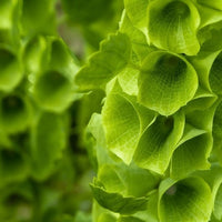 Close-up of vibrant green Bells of Ireland with tall stems and bell-like calyces, featured in The Winter Seed Sowing Flower Box by Bishy Barnabees Cottage Garden—ideal for gardeners interested in seed stratification.