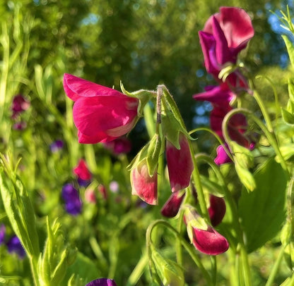 Close-up of Sweet Pea Old Spice Starry Night blossoms in natural light