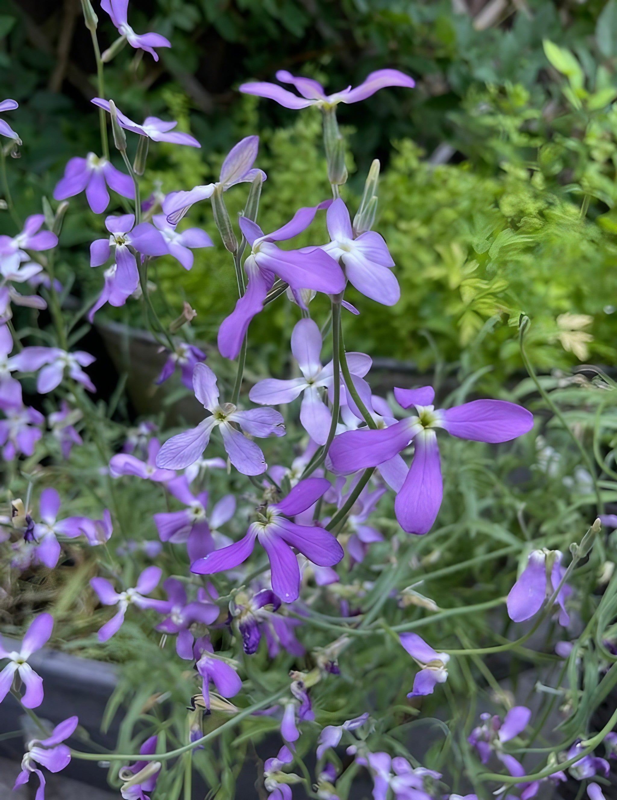 Stock Night Scented Lavender Pink blossoms in a garden setting