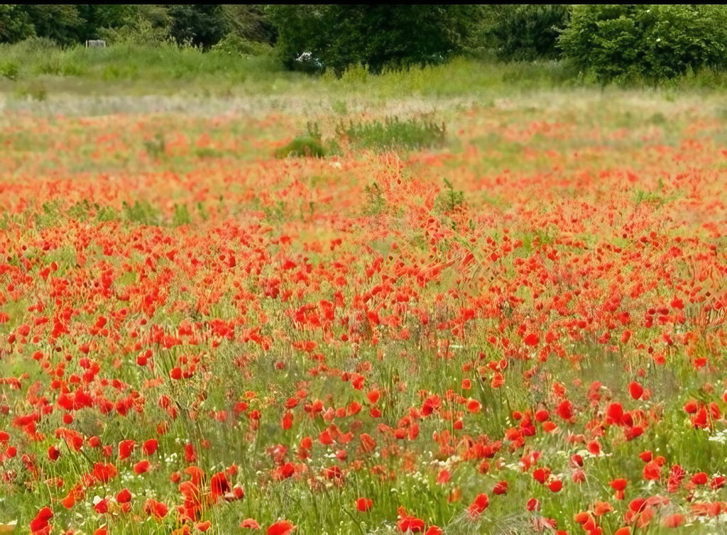 The Meadow Flower Collection by Bishy Barnabees Cottage Garden features vibrant red poppies blooming in lush green grass, with native-style flowers scattered across the field and trees in the background.