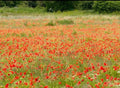 The Meadow Flower Collection by Bishy Barnabees Cottage Garden features vibrant red poppies blooming in lush green grass, with native-style flowers scattered across the field and trees in the background.