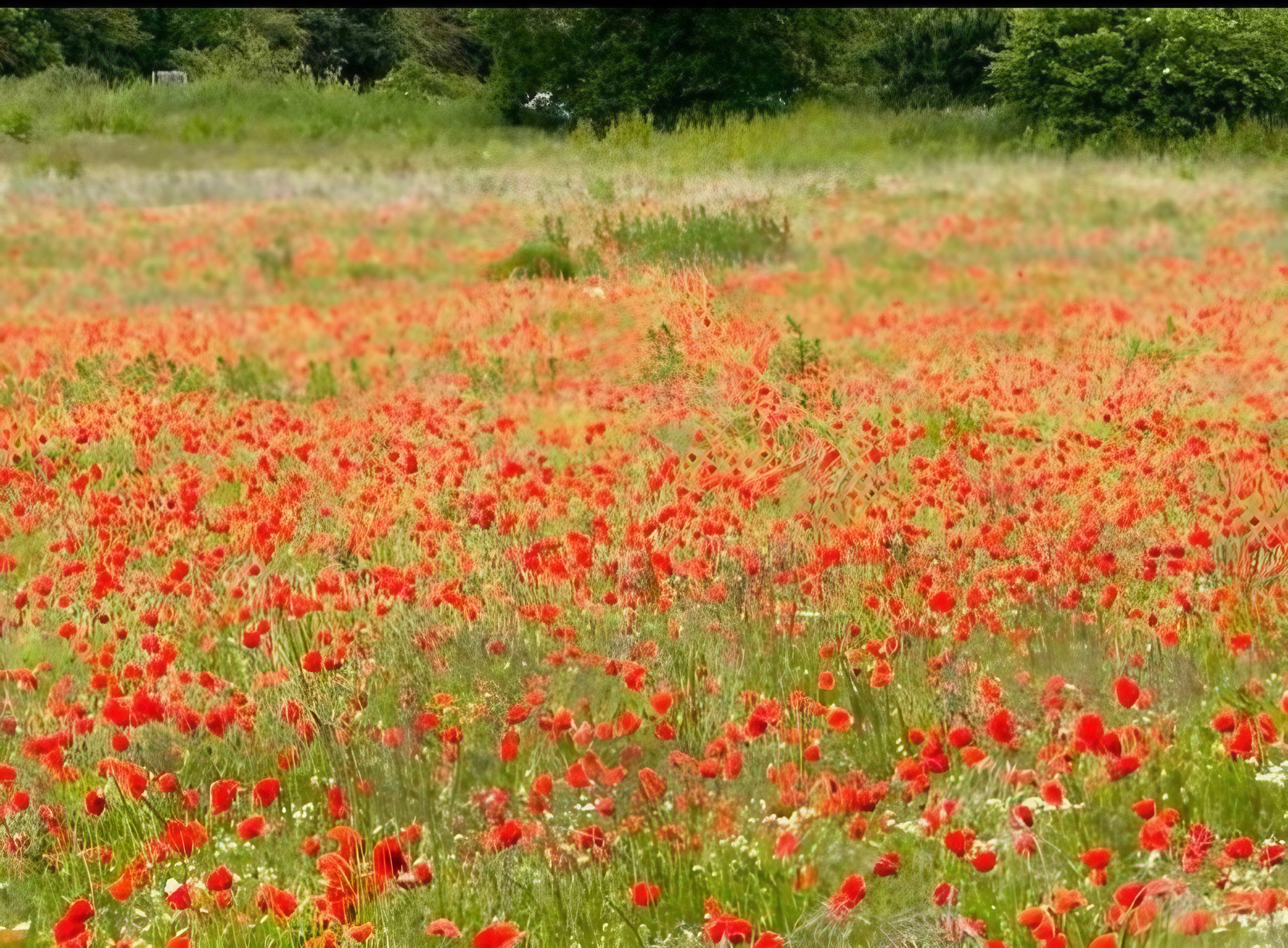 A field of bright red wildflowers in full bloom with lush greenery in the background.