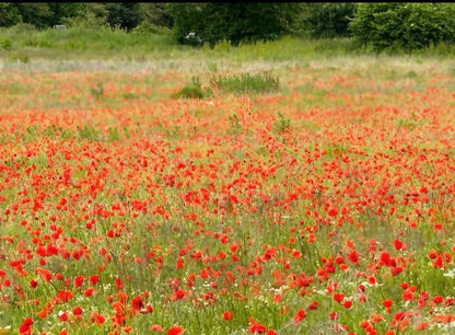 A field of bright red wildflowers in full bloom with lush greenery in the background.