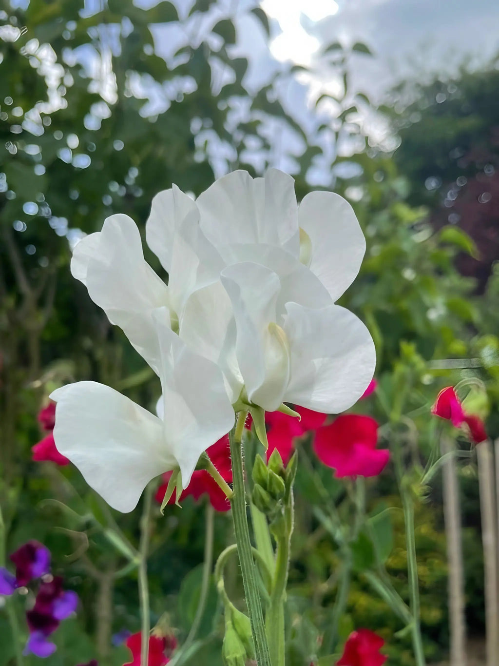 Close-up of a white sweet pea from The Sweet Pea Collection by Bishy Barnabees Cottage Garden, with delicate petals and a hint of fragrance, framed by blurred red and purple long-stem sweet peas beneath a cloudy sky.