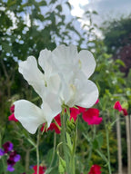 Close-up of a white sweet pea from The Sweet Pea Collection by Bishy Barnabees Cottage Garden, with delicate petals and a hint of fragrance, framed by blurred red and purple long-stem sweet peas beneath a cloudy sky.