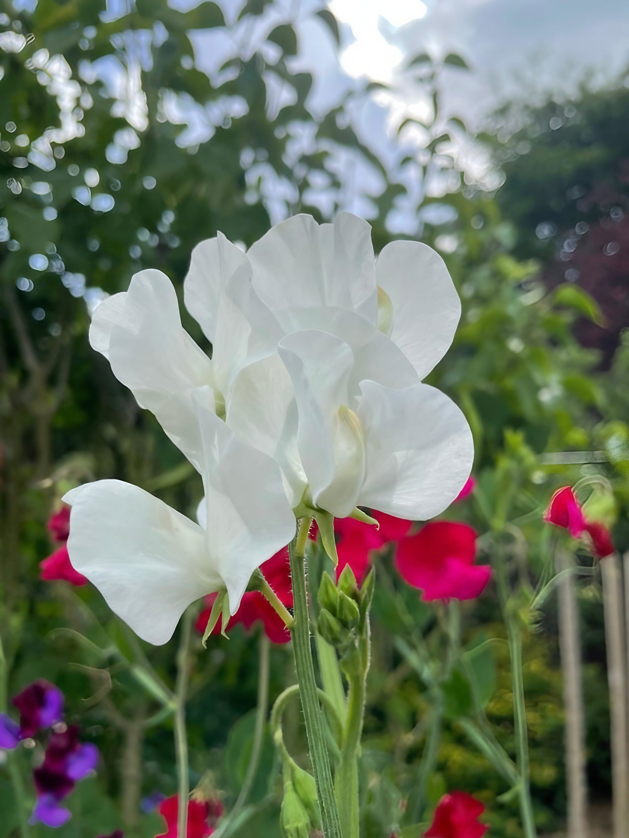 The Sweet Pea Collection