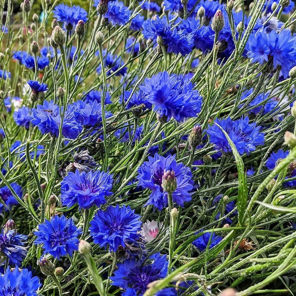 Cornflower Blue Ball – cluster of blue blooms with spiky buds