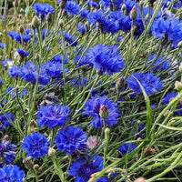 A cluster of vibrant blue Cornflower Blue Ball blooms from Bishy Barnabees Cottage Garden Ltd features spiky green stems and buds that flourish outdoors, providing a cut-and-come-again nectar source for bees as they bloom in stages.