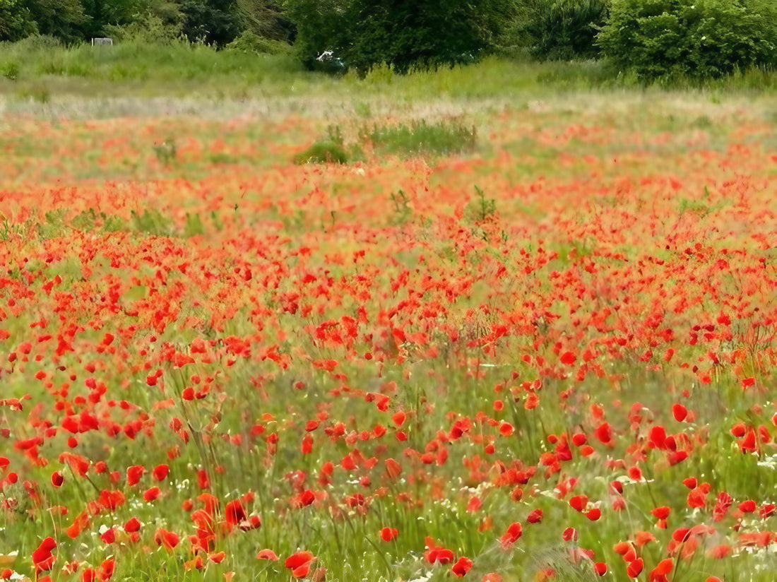 Poppy Flanders Red presented in a natural setting with red poppies around