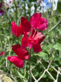 Sweet Pea Winston Churchill – magenta and crimson Spencer flowers against garden and blue sky
