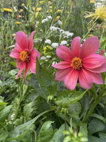 A duo of pink Dahlia Early Bird Mix flowers standing out in the garden