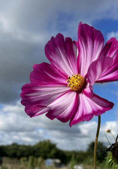 Close-up of purple Cosmos Sensation Mixed flowers against a cloudy sky