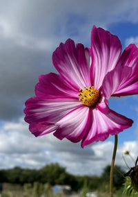 A close-up of a pink and white cosmos bloom, grown from Bishy Barnabees Cottage Garden Ltd’s Cosmos Sensation Mixed seeds, features a yellow center against a blurred blue sky and cloud background.