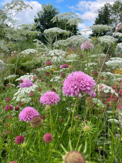 Scabious Imperial Mix pink and white flowers in a vibrant field