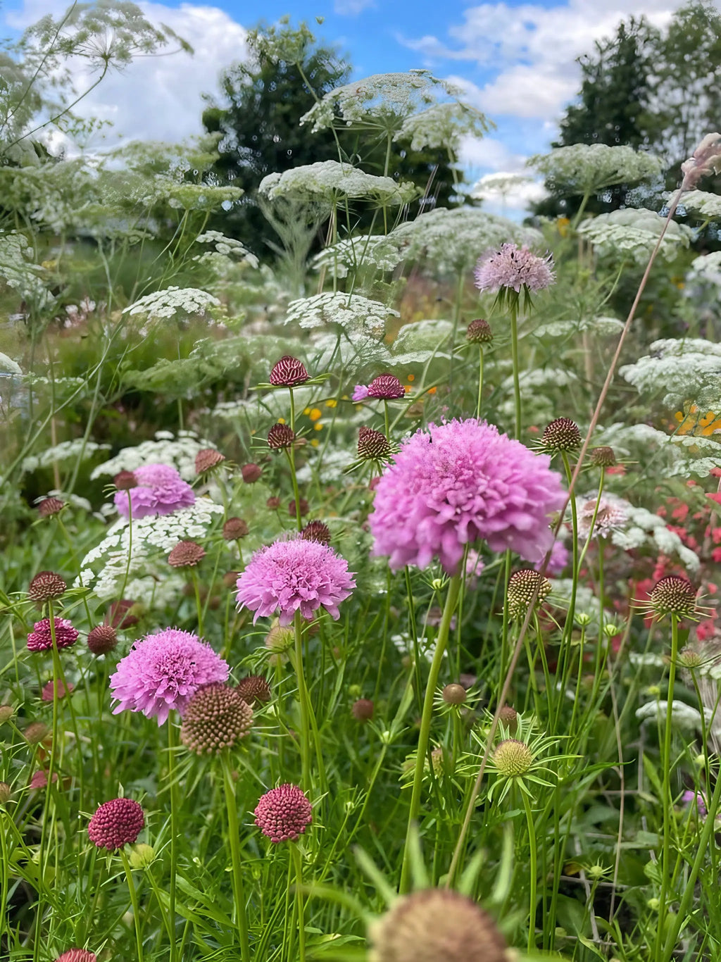 A close-up of Scabious Imperial Mix by Bishy Barnabees Cottage Garden shows clusters of pink, purple, and white flowers with green foliage under a blue sky—ideal for adding pollinator-friendly beauty to your landscape.