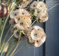A close-up of Bishy Barnabees Cottage Garden’s Scabious Stellata Seed Heads Dried, showing their papery, fan-like forms and radiating lines on dried stems, set against a muted gray wooden background.