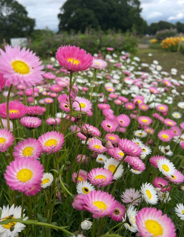 A cluster of vibrant pink and white Strawflower Helipterum Roseum Mixed blooms by Bishy Barnabees Cottage Garden, with yellow centers in a lush garden. Blurred greenery and trees appear in the background beneath cloudy skies.