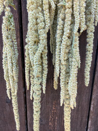 Amaranthus Dried | Green Cascading Norfolk Grown