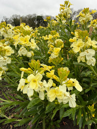 Clusters of Wallflower Ivory White by Bishy Barnabees Cottage Garden bloom densely with creamy-white petals and green leaves in an outdoor garden bed under clouds, providing early spring nectar.