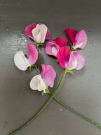Three Sweet Pea Parfume Promise stems with white, pink and magenta petals on a grey surface
