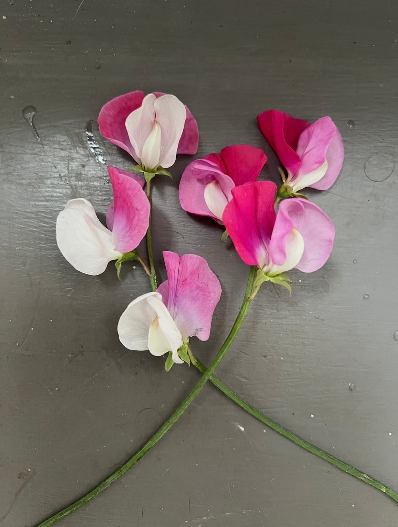 Three Sweet Pea Parfume Promise flowers by Bishy Barnabees Cottage Garden, with delicate white, pink, and magenta petals, are arranged on a gray surface with their green stems crossing near the bottom.