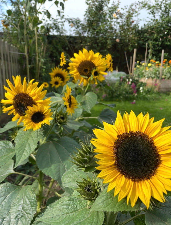 A vibrant row of Sunflower Waooh! by Bishy Barnabees Cottage Garden Ltd blooms with dark centers in a lush green garden, framed by leafy plants and a softly blurred background that highlights the natural beauty.