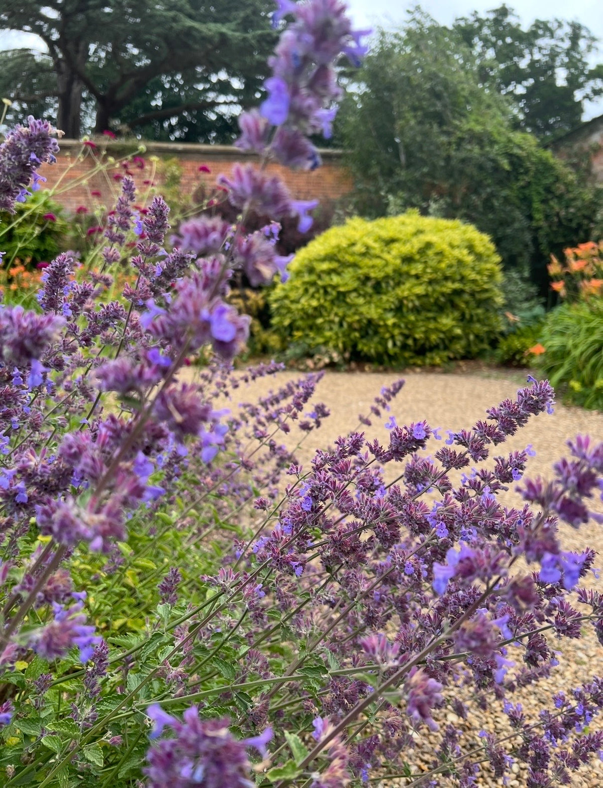 Nepeta Mussinii - Catmint by Bishy Barnabees Cottage Garden blooms purple in the foreground, with a blurred garden path, green shrubs, and trees—creating an idyllic English cottage garden scene. Ideal for growing from seeds.