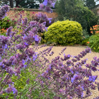 Nepeta Mussinii - Catmint by Bishy Barnabees Cottage Garden blooms purple in the foreground, with a blurred garden path, green shrubs, and trees—creating an idyllic English cottage garden scene. Ideal for growing from seeds.