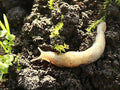 Slug Control Nematodes (40 sqm) – pale slug on dark soil among seedlings