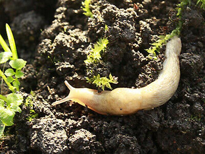 Slug Control Nematodes (40 sqm) – pale slug on dark soil among seedlings