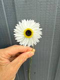 A hand holds a single Acroclinium Strawflower Dried by Bishy Barnabees Cottage Garden Ltd, featuring a white petal and yellow-black center, set against a gray, vertically paneled background.