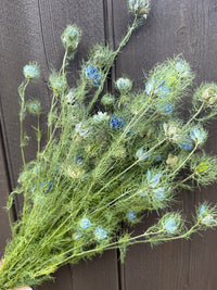 Dried Nigella Flowers