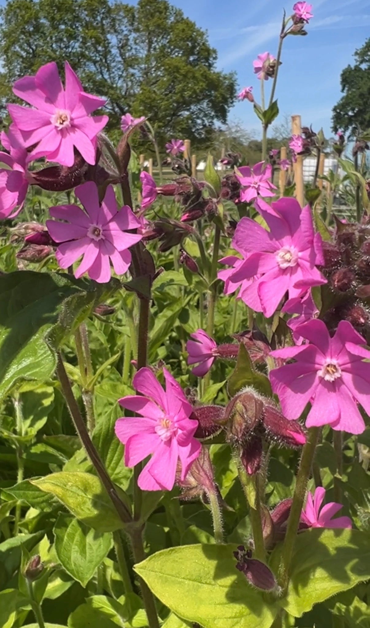 Red Campion by Bishy Barnabees Cottage Garden features bright pink blooms and green leaves, ideal for wildlife-friendly gardens. A wooden fence, trees, and distant building complete the sunny scene.