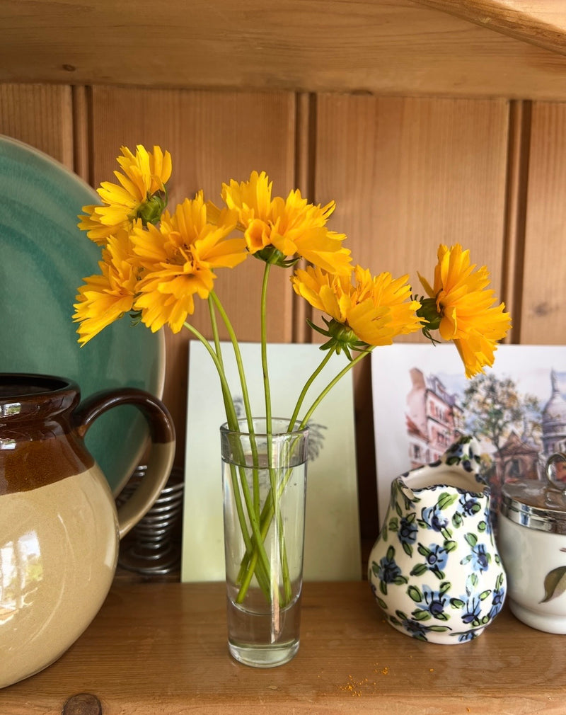 A small glass vase holds Coreopsis Early Sunrise flowers by Bishy Barnabees Cottage Garden Ltd on a wooden shelf, surrounded by a ceramic mug, a blue and white patterned creamer, and a postcard with illustrated buildings.