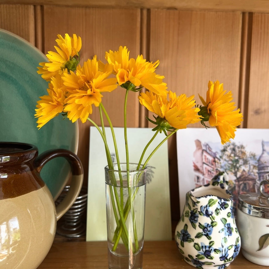 A small glass vase holds Coreopsis Early Sunrise flowers by Bishy Barnabees Cottage Garden Ltd on a wooden shelf, surrounded by a ceramic mug, a blue and white patterned creamer, and a postcard with illustrated buildings.