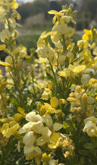 Creamy-white Wallflower Ivory White blooms from Bishy Barnabees Cottage Garden stand tall on green stems in the sun, set against a soft-focus backdrop—an early spring delight for garden pollinators.