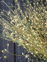 Camelina Sativa Dried | Gold-of-Pleasure Norfolk Bunch