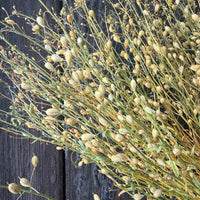 Camelina Sativa