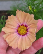 Hand holding a peach Cosmos Apricotta flower with a yellow centre ringed in deep pink