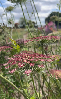 Close-up of Daucus Carota Dara by Bishy Barnabees Cottage Garden, showing delicate pinkish-purple blooms and green stems in a field—ideal as a unique cut flower with a blurred natural backdrop.