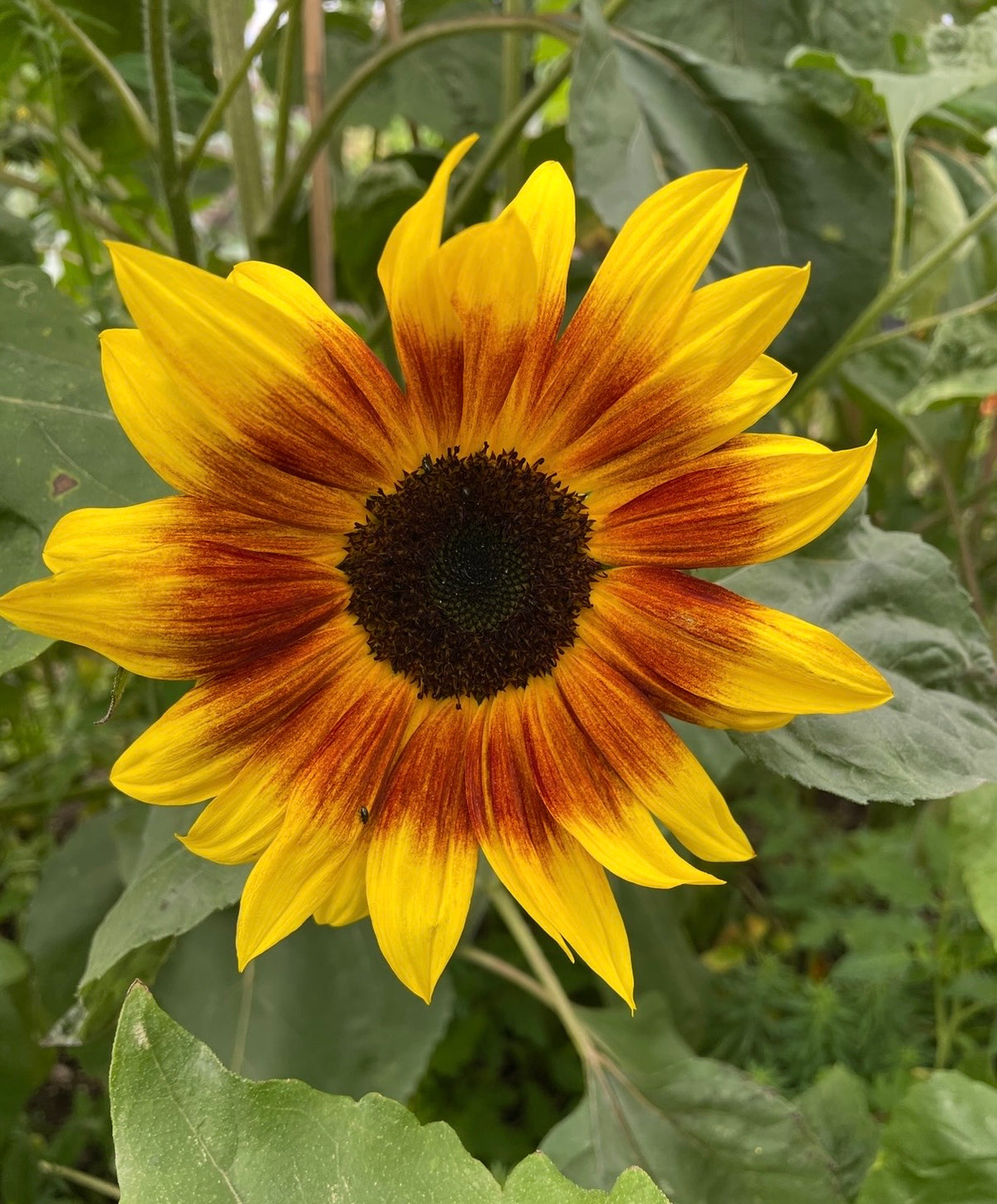 The Sunflower Ring of Fire by Bishy Barnabees Cottage Garden Ltd features yellow petals edged in orange-red and a dark brown center, set among green leaves—an eye-catching ornamental panel ideal for brightening any space.