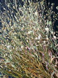 Camelina Sativa Dried | Gold-of-Pleasure Norfolk Bunch