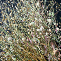 Camelina Sativa